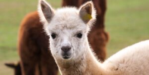 a white alpaca looking at the camera 